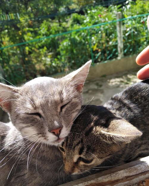 Photo vue rapprochée d'un chat qui touche la main