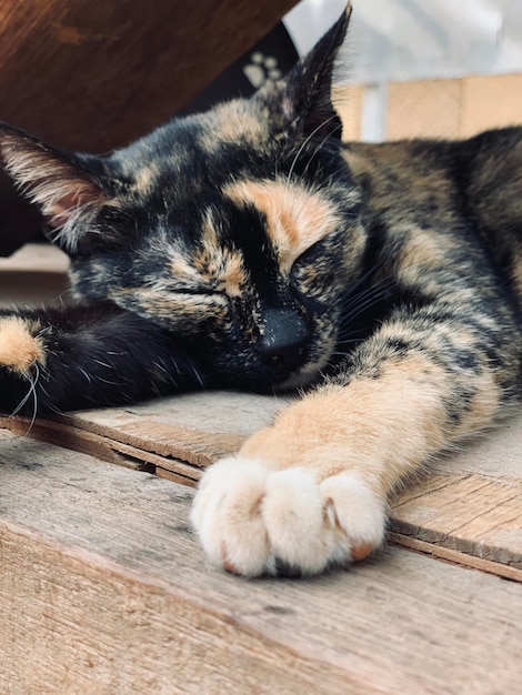 Photo vue rapprochée d'un chat reposé sur le sol