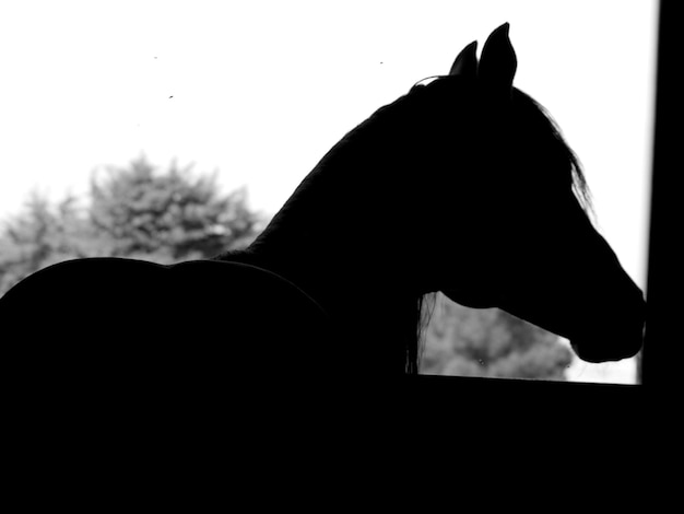 Photo vue rapprochée d'un chat en silhouette sur un ciel dégagé