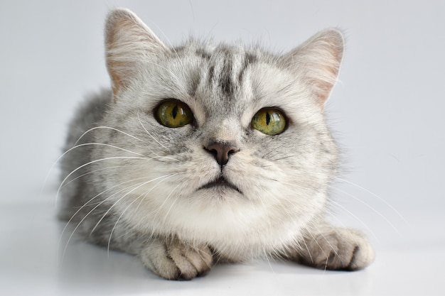 Une vue rapprochée d'un chat sur une surface blanche