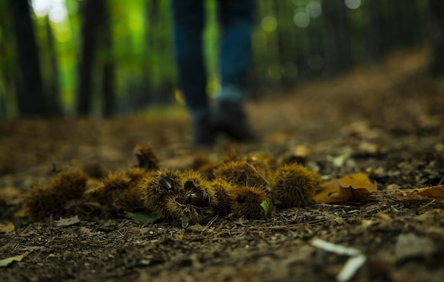 Vue rapprochée des châtaignes au sol dans la forêt avec des pattes humaines en arrière-plan à el tiemblo en Espagne