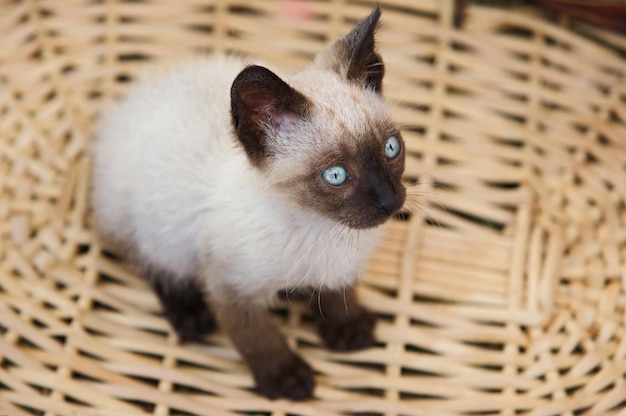 Photo vue rapprochée d'un chaton dans un panier