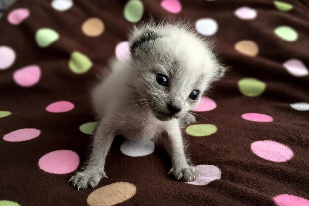 Photo vue rapprochée d'un chaton sur le lit