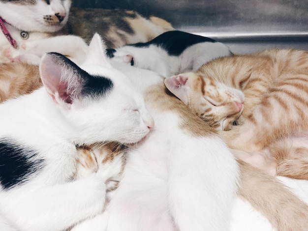 Vue rapprochée de chats endormis