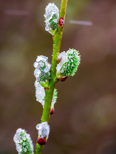 Vue rapprochée des chats de saule avec des bourgeons moelleux ouverts sur fond de nature printanière