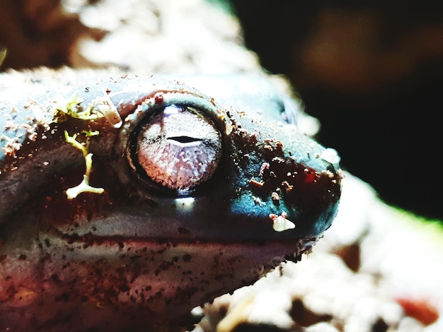 Photo vue rapprochée d'une chenille sur terre