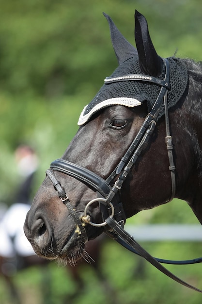 Vue rapprochée d'un cheval avec une bride