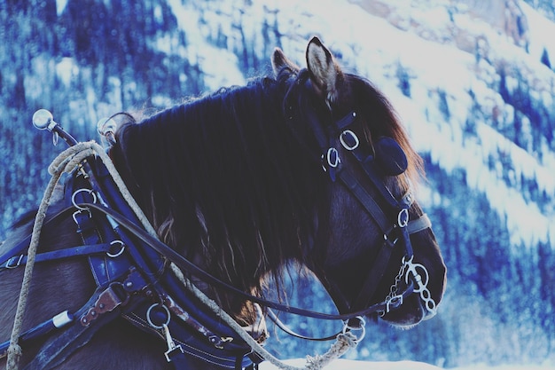 Photo vue rapprochée d'un cheval avec une bride