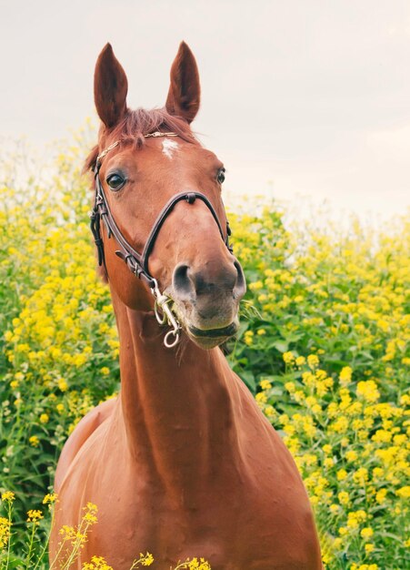 Photo vue rapprochée d'un cheval brun au milieu de fleurs jaunes contre le ciel