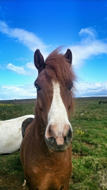 Photo vue rapprochée d'un cheval sur un champ herbeux contre le ciel