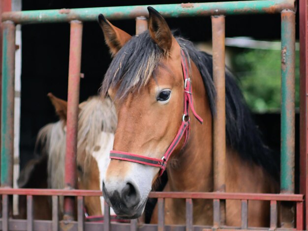 Photo vue rapprochée d'un cheval dans un enclos