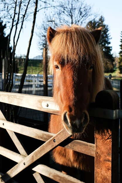 Photo vue rapprochée d'un cheval dans un enclos