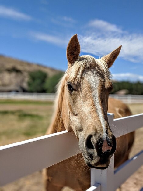 Vue rapprochée d'un cheval dans un ranch