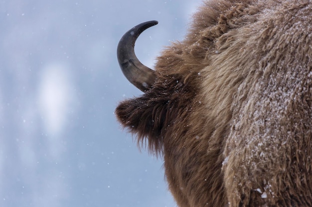 Photo vue rapprochée d'un cheval sur la neige