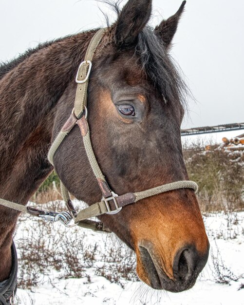 Photo vue rapprochée d'un cheval sur la neige