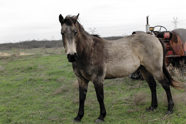 Photo vue rapprochée d'un cheval qui paît sur un champ herbeux