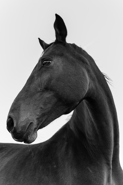 Vue rapprochée d'un cheval regardant en arrière sur un fond blanc