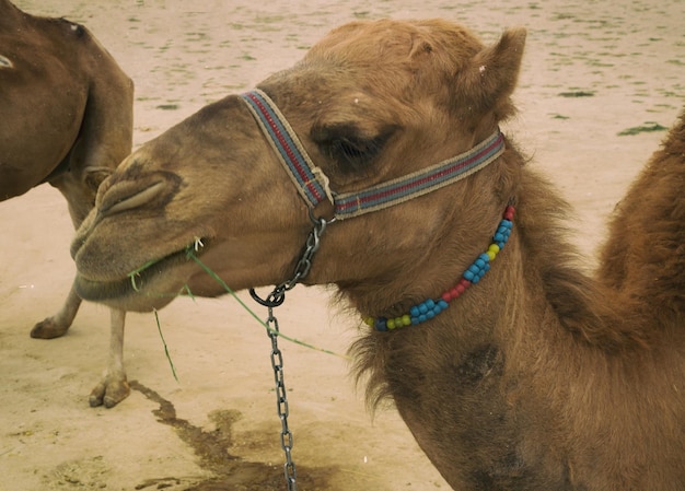 Photo vue rapprochée d'un cheval sur le sable de la plage