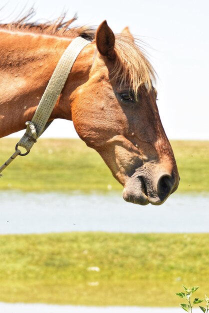 Photo vue rapprochée d'un cheval sur le terrain