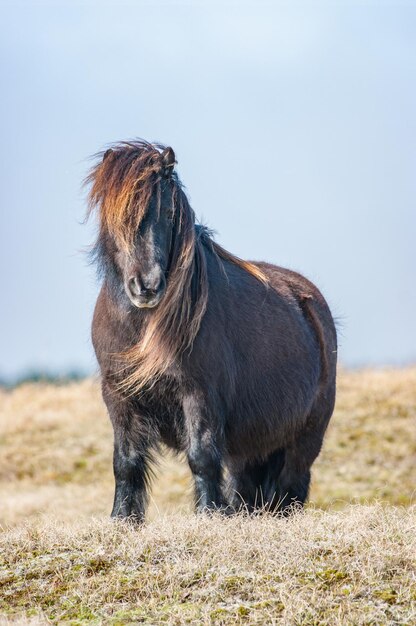 Vue rapprochée d'un cheval sur le terrain