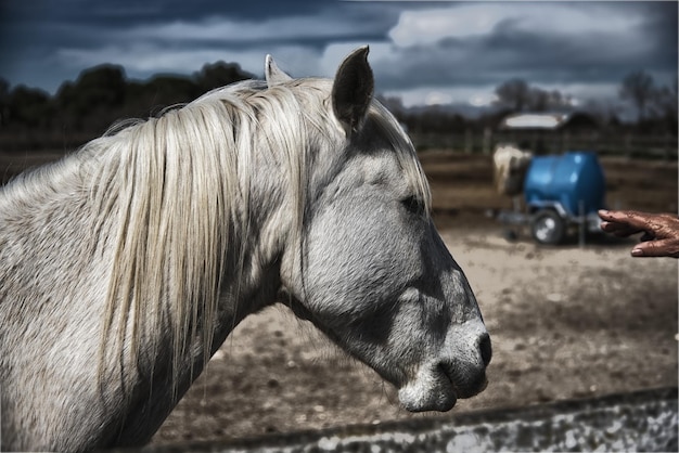 Photo vue rapprochée d'un cheval sur le terrain