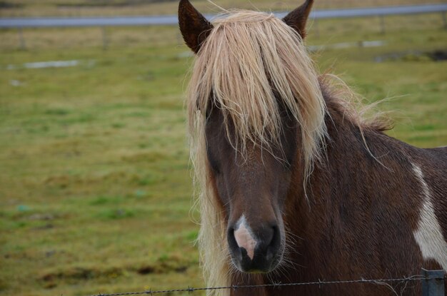 Vue rapprochée d'un cheval sur le terrain