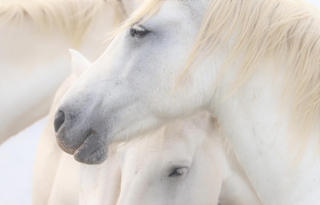 Vue rapprochée des chevaux blancs