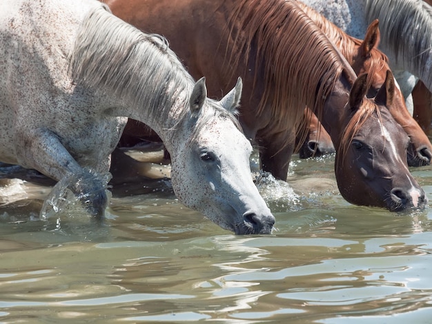 Photo vue rapprochée de chevaux buvant de l'eau