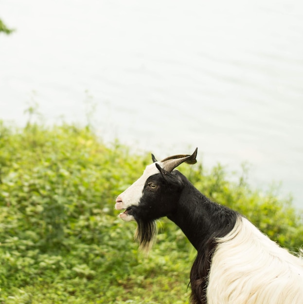 Photo vue rapprochée de la chèvre près du lac