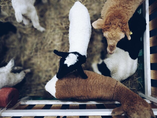 Photo vue rapprochée des chevreaux dans une ferme