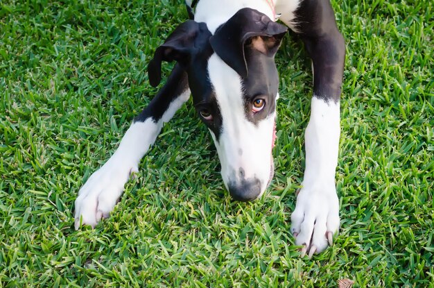 Vue rapprochée d'un chien allongé sur l'herbe