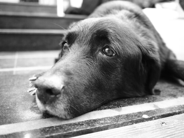 Photo vue rapprochée d'un chien allongé