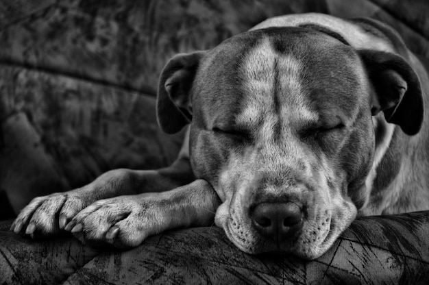 Photo vue rapprochée d'un chien allongé