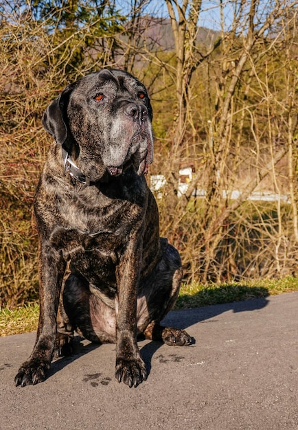 Photo vue rapprochée d'un chien assis sur un arbre