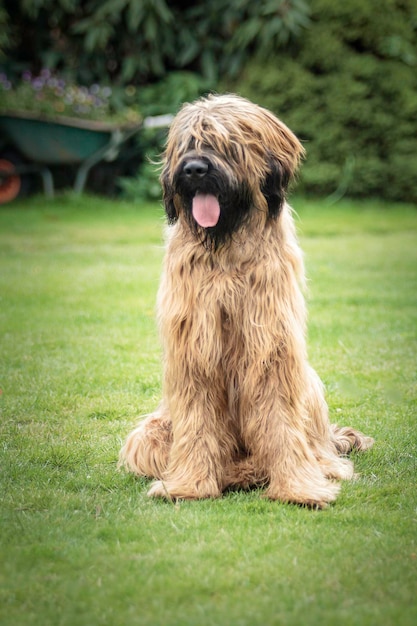 Photo vue rapprochée d'un chien assis sur un champ herbeux