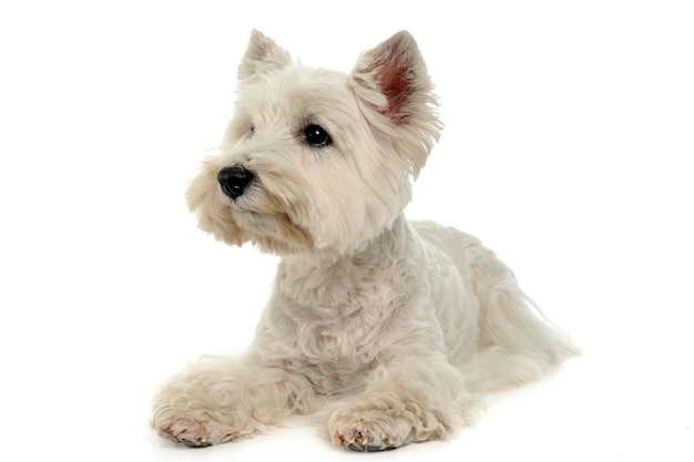 Photo vue rapprochée d'un chien assis sur un fond blanc