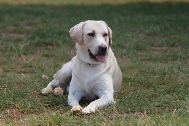 Vue rapprochée d'un chien assis sur l'herbe