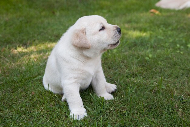 Vue rapprochée d'un chien assis sur le terrain