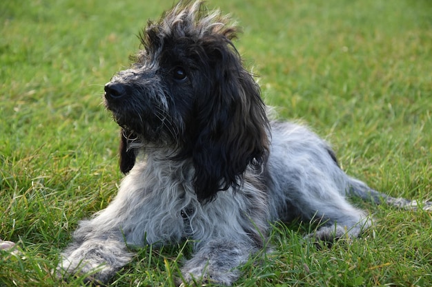 Photo vue rapprochée d'un chien assis sur le terrain