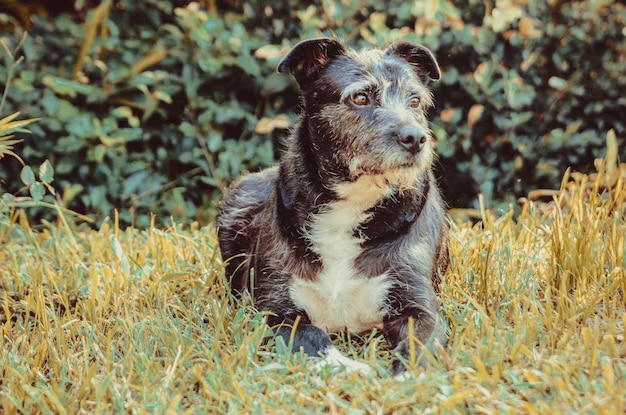 Photo vue rapprochée d'un chien assis sur le terrain