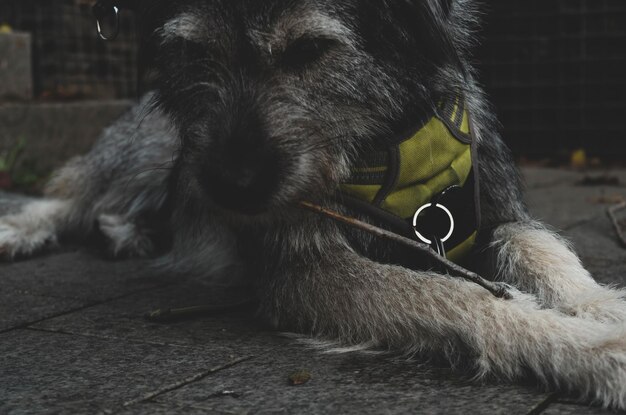 Photo vue rapprochée d'un chien au repos