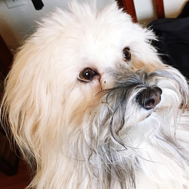 Photo vue rapprochée d'un chien blanc