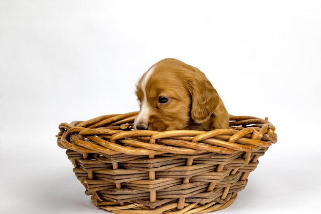 Photo vue rapprochée d'un chien dans un panier sur fond blanc