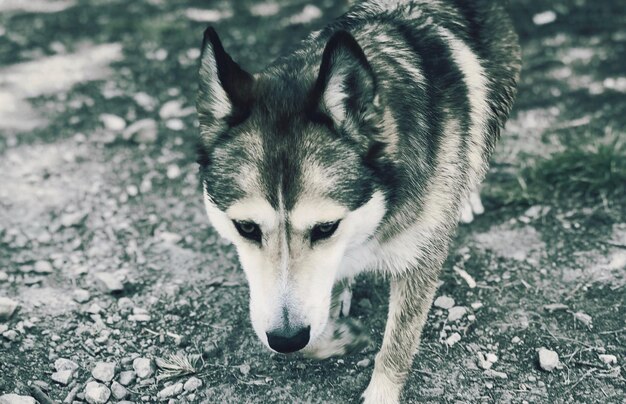 Vue rapprochée d'un chien dans la rue