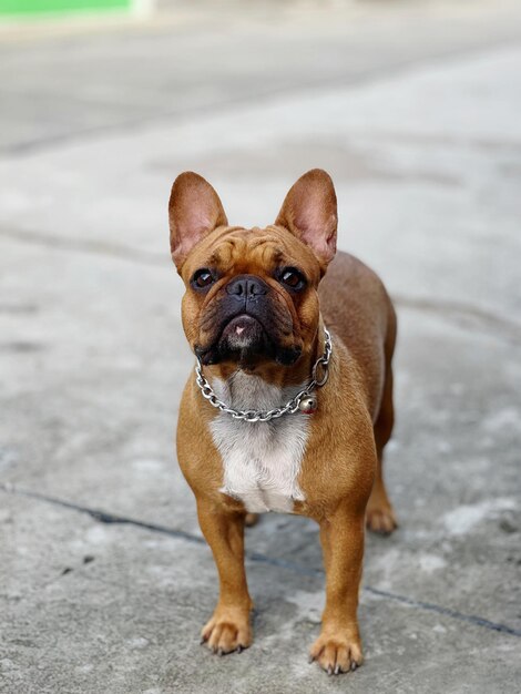 Photo vue rapprochée d'un chien dans la rue