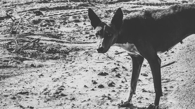 Photo vue rapprochée d'un chien debout sur le sable de la plage