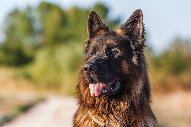 Vue rapprochée d'un chien détournant son regard contre les arbres