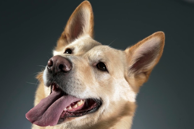 Vue rapprochée d'un chien détournant son regard sur un fond gris