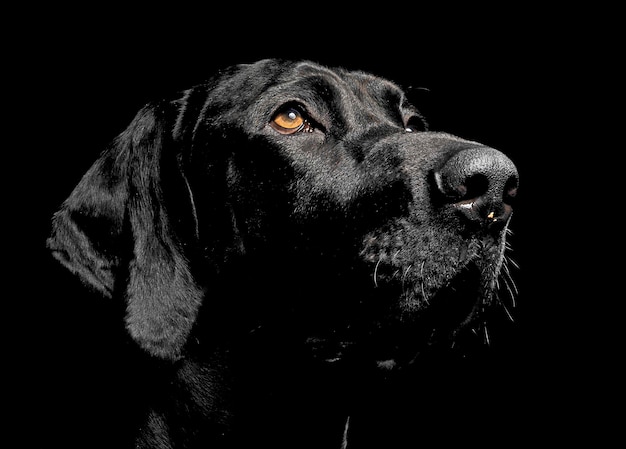 Vue rapprochée d'un chien détournant son regard sur un fond noir