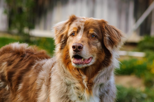 Vue rapprochée d'un chien avec la langue en dehors